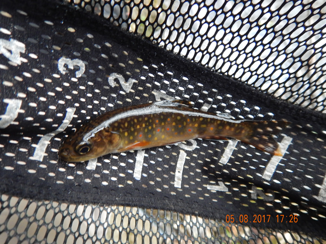 DSCN1982.jpg -                                Then I got this little native.