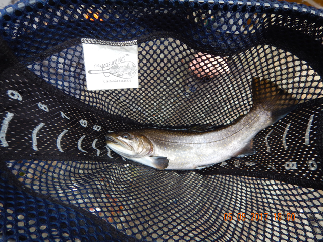 DSCN1984.jpg -                                Heres one I got.  Notice the lack of color and the ripped fin.  Still, a 14 incher...nice fish.
