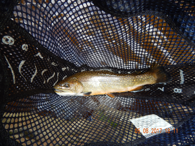 DSCN1987.jpg -                                And another 12 inch brookie.