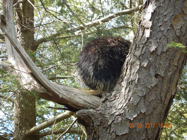 DSCN2003.jpg - Back at the campground we saw this guy perched in a tree.                               