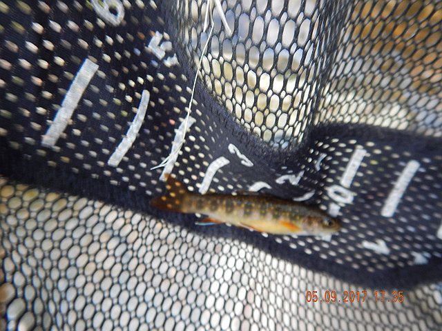 DSCN2005.jpg -                                Back to fishing the upper Hickory Run.  Small natives but they are pretty.