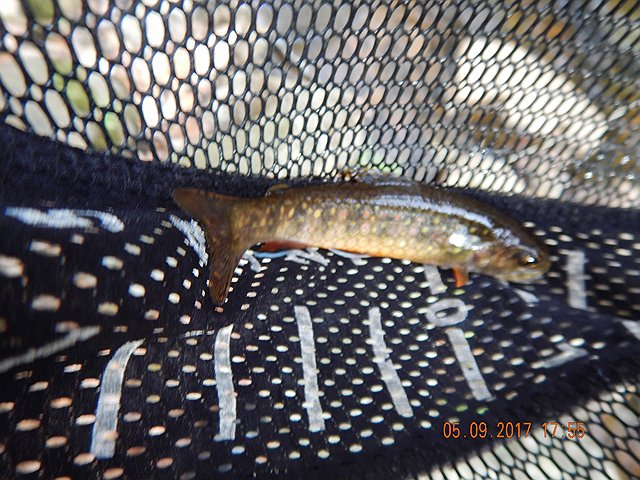 DSCN2010.jpg -                                Still, we caught a few fish.  The first day not so many but as the daytime temps warmed and the sun hit the water we got a few more.