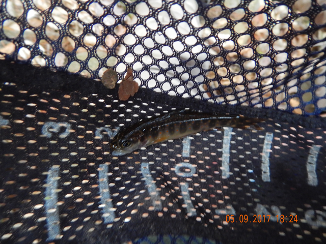 DSCN2014.jpg -                                Just about 4 inches for this one.