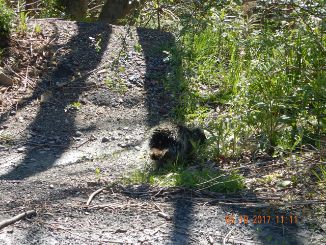 DSCN2027.jpg -                                Here's a pic zoomed in a bit.