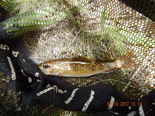 DSCN2029.jpg -                                This fish was taken from the lower part of Hickory Run.