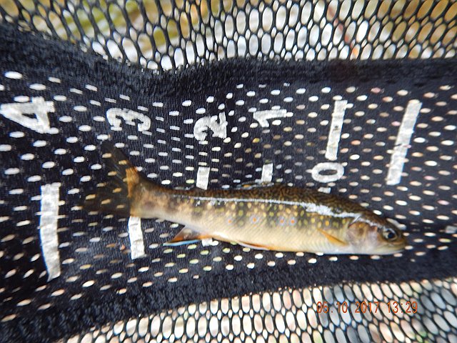 DSCN2033.jpg -                                Nice 5 inch brookie.