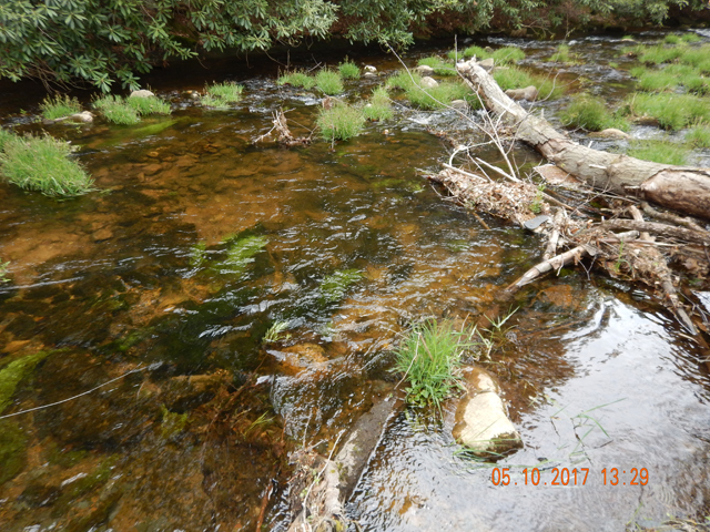 DSCN2034.jpg -                                I think I got 4 or five hits in the run just above this log. 