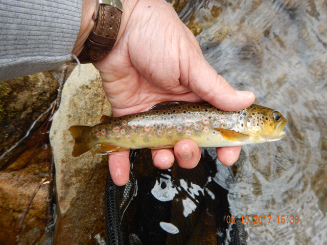 DSCN2037.jpg -                                Little better pic of the same fish.