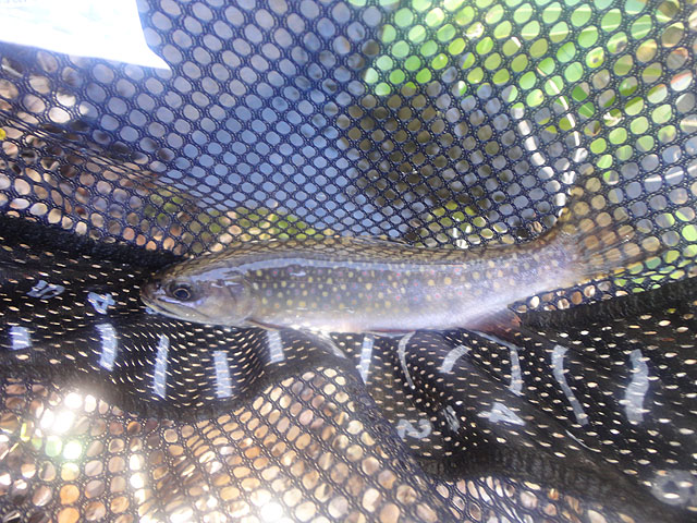 DSC01480.jpg -                                First wild trout of the weekend from Cherry Run