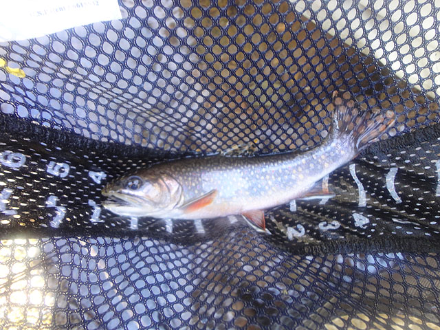 DSC01482.jpg -                                2nd of many wild trout caught.  At least 9 inches...a beauty