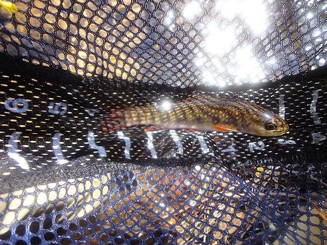 DSC01492.jpg -                                Then another 7 incher.