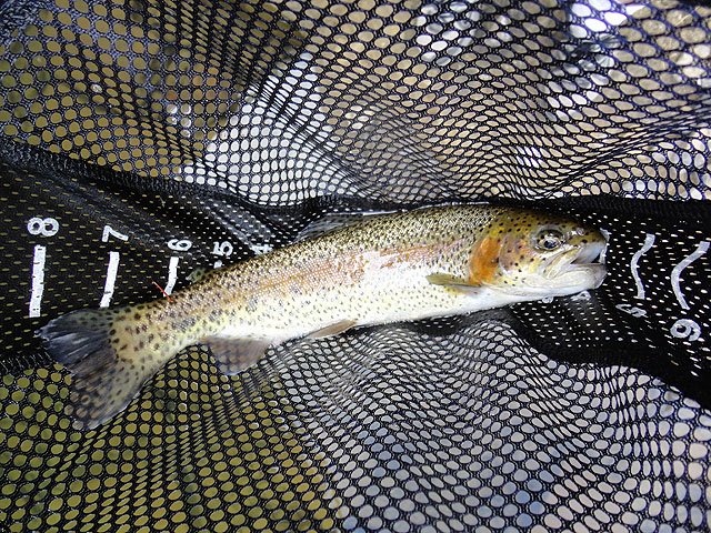 DSC01309.jpg -                                Here's the proof that the fish were there and hitting.