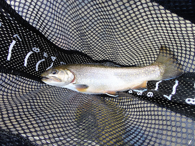 DSC01313.jpg -                                Last fish from Kettle...but I missed getting a pic of the biggest (no fish story...really).