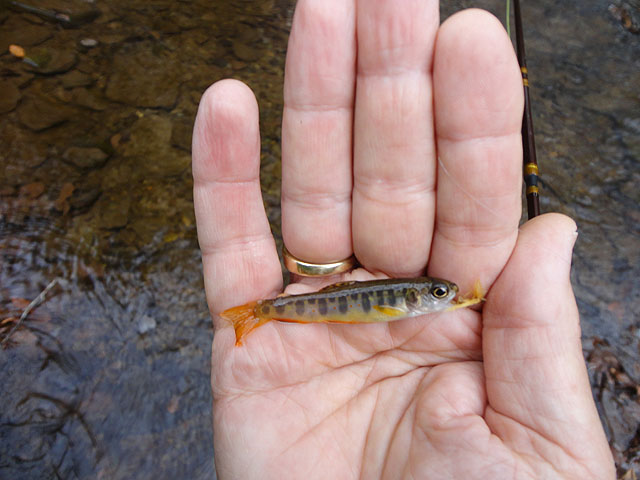 DSC01319.jpg -                                Caught about 40 of these little ones.  Couldn't justify taking pics of all of them.