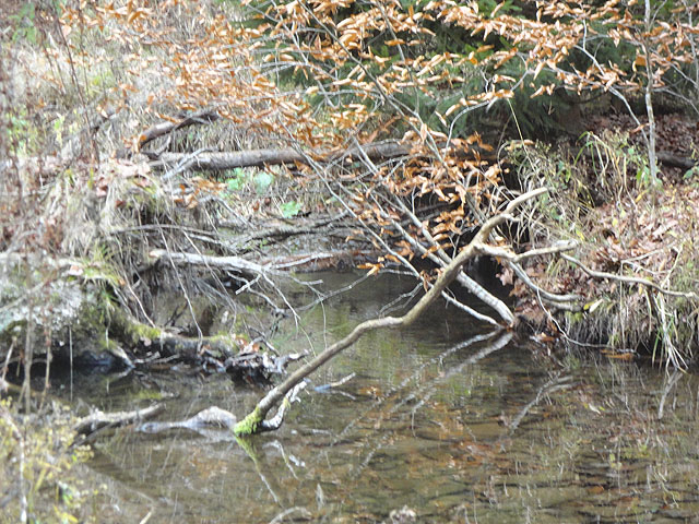 DSC01322.jpg -                                And this was even worse.  But the fish were in there.