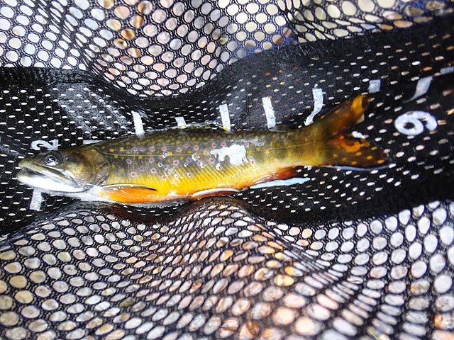 DSC01324.jpg -                                Another of the same fish....just had to take two pics.  Yes, he was 11 inches.