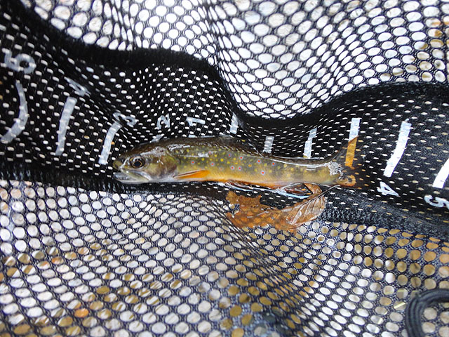 DSC01327.jpg -                                Now this 6 incher wasn't bad...