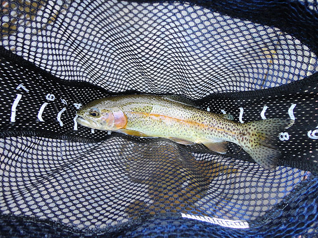 DSC01330.jpg -                                And the fish were there too.  Beautiful 12 inch rainbow.