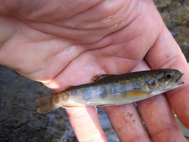 DSCF0288.jpg