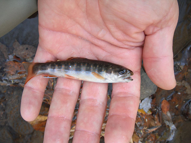 DSCF0290.jpg