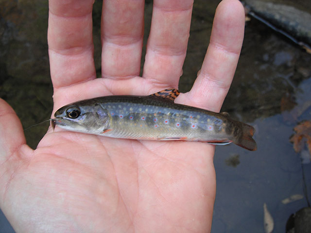 DSCF0293.jpg