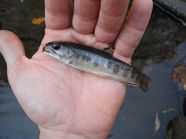 DSCF0294.jpg
