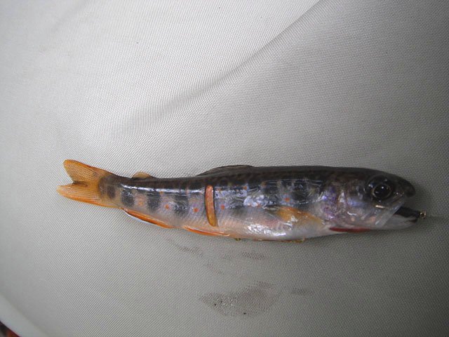 DSCF0318.jpg