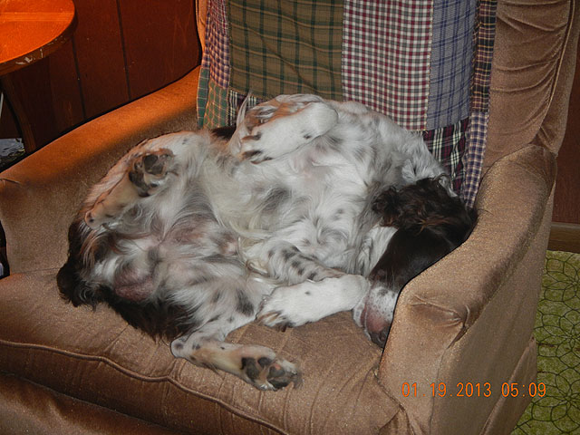 139.jpg -                                Biggest turkey of all.  At least he knows how to relax.