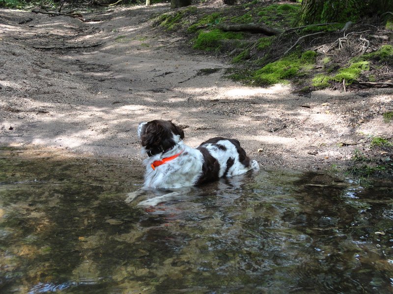 DSC00110.JPG - Just as much at home on the side of the trout stream.