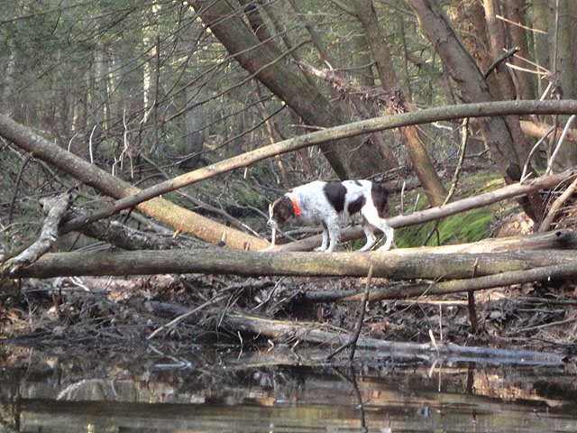DSC00574.jpg -                                Maybe just for a sniff.
