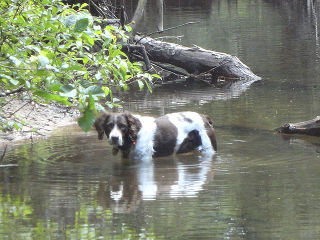 DSC01103.jpg -                                I've created a water monster.  This was a dog that hated the water.