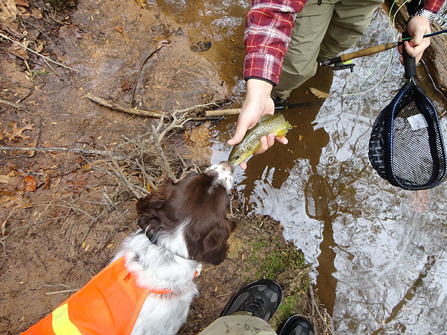 DSC01336.jpg -                  Checking out a trout              