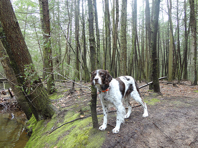 DSC01450.jpg -                                My ever watchful companion