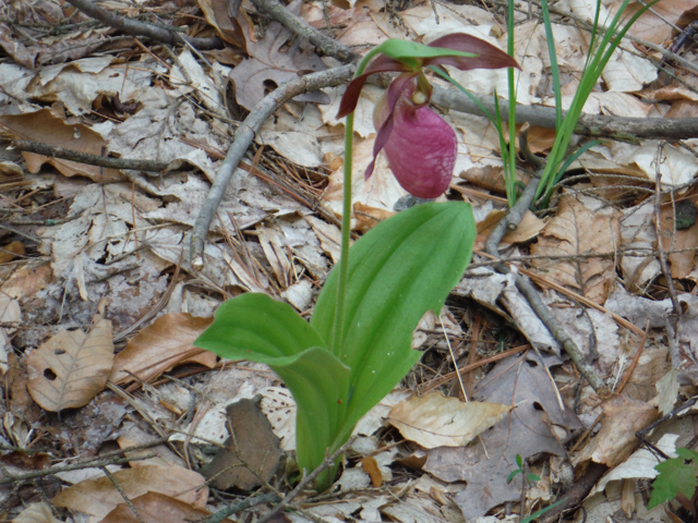 DSCF9288.jpg