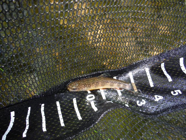 DSCF9322.jpg - Ed and I both caught a bunch.  This was one of his 4 inchers.