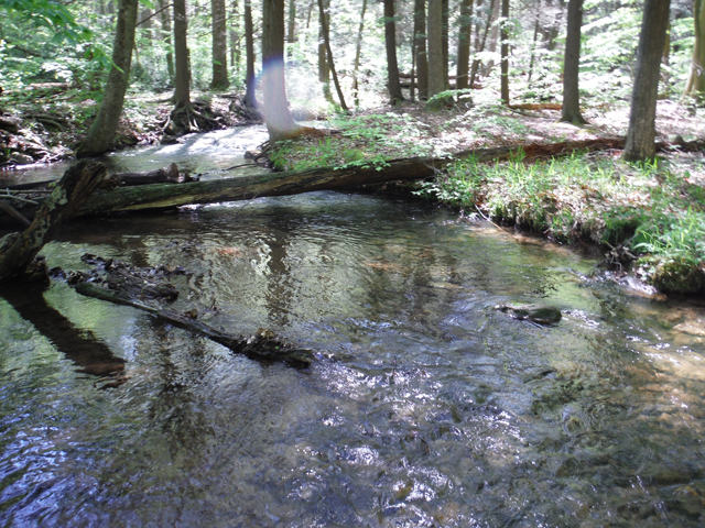 DSCF9327.jpg - You can't see it in this pic but below the log is a really deep hole. (That obviously held fish)