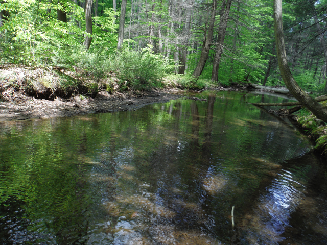 DSCF9329.jpg - The long stretches held trout....if you could keep the chubs away from the fly.