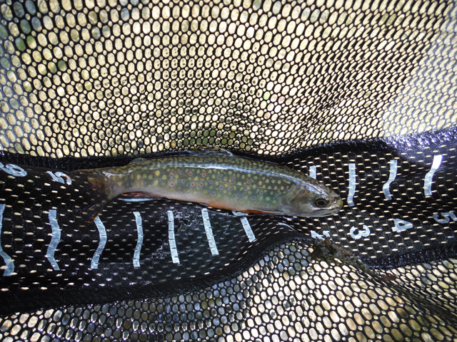 DSCF9339.jpg - Almost 8 inches long.  This is about the biggest we've had in this stream.
