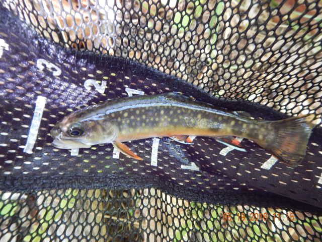 DSCN1264.jpg -                                This was another one for me.  A healthy 6 inch fish.