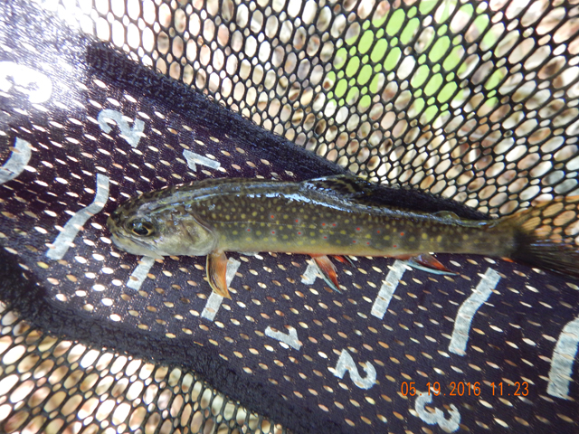 DSCN1266.jpg -                               A beautiful 5+ inch brookie. 