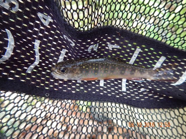 DSCN1274.jpg -                                Guess the trout agree...they were everywhere.