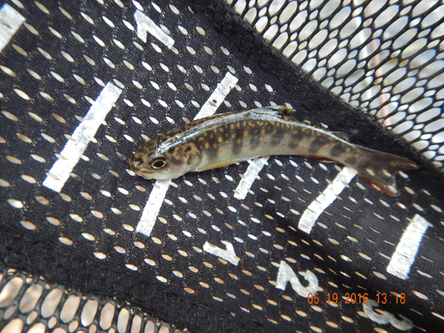 DSCN1279.jpg -                                I seemd to hit hatchery areas every once in a while.  This 3 incher is proof of that.