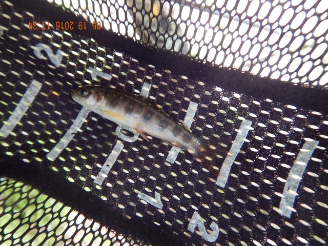 DSCN1281.jpg -                                Believe it or not, these fish hit on a size 14 dry fly!