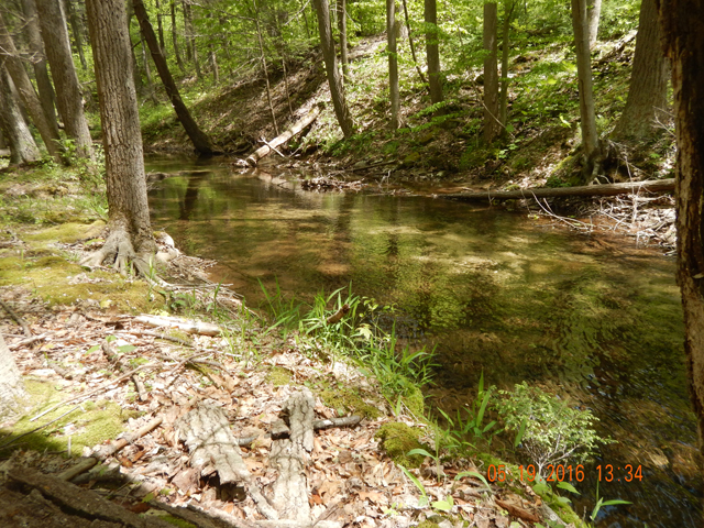 DSCN1282.jpg -                                This is a hatchery area....or what I like to think is a hatchery area 