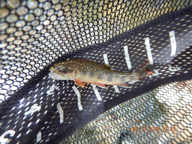 DSCN1283.jpg -                               The fish camo makes the fish disappear on the bottom of the stream. 
