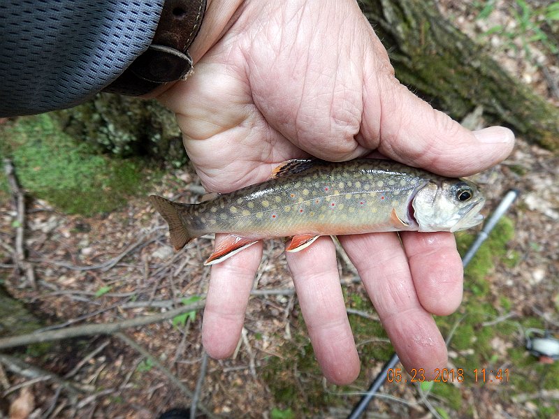 DSCN3221.jpg - My first fish of the day.  I missed a bunch before bringing this one to hand.