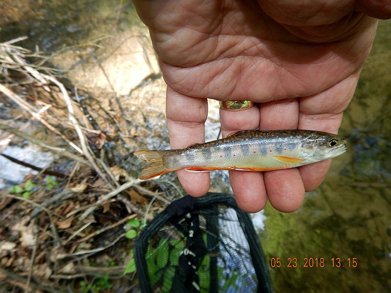 DSCN3227.jpg - Some fish were small like this one.