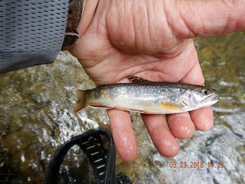 DSCN3233.jpg - My last trout of the day.  I missed 8 fish before bringing this one to hand.
