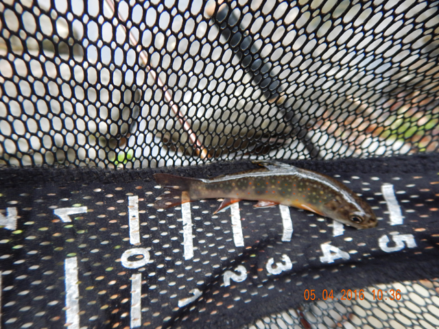 15.jpg -                                This guy was especially pretty.  Small and he was living in the run in the next pic.