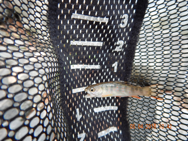 17.jpg -                                Probably the smallest fish of the day.